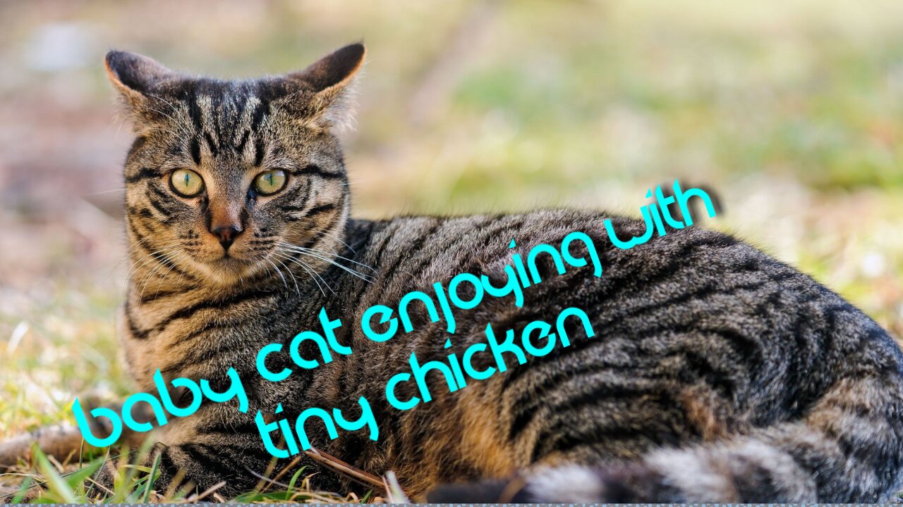 Kitten Enjoying with a Tinny Chiken