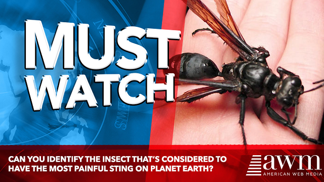 Can You Identify The Insect That’s Considered To Have The Most Painful Sting On Planet Earth?