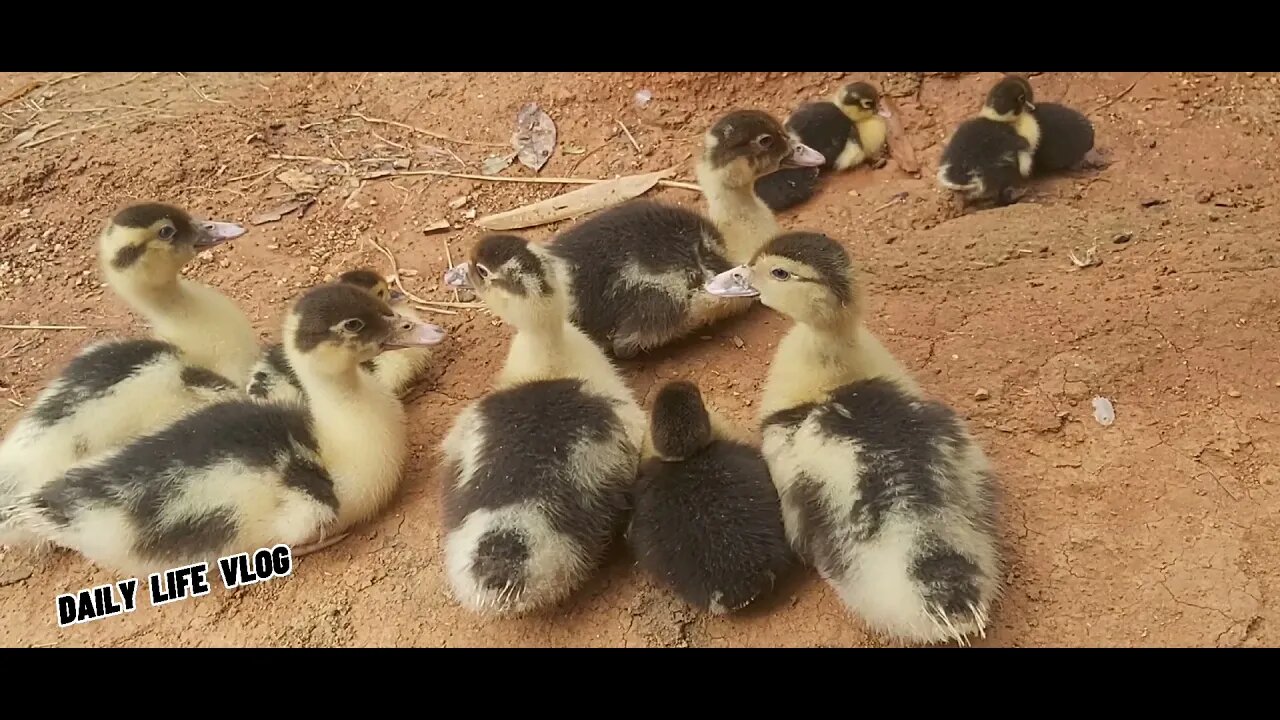 flock of ducklings | daily life vlog