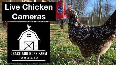 Live Chicken and Geese Cams | Grace and Hope Farm Tennessee