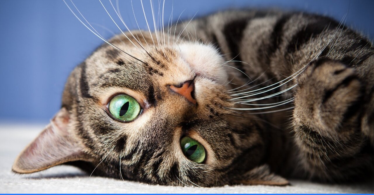 Best Pet Supplies and Tips for Newly cat