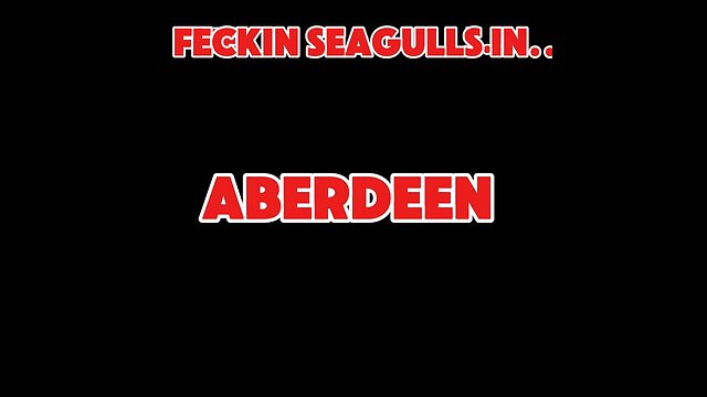 Feckin seagulls in Aberdeen