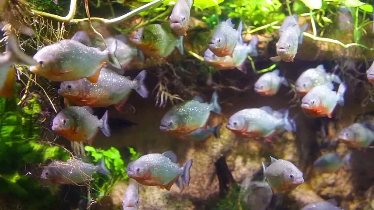 Piranha (Colossoma macropomum) in an aquarium on a green background