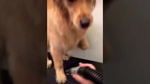 His cute 👑 🥺❤️ please get this viral | #viral | #funnydogs | #trending | #shorts