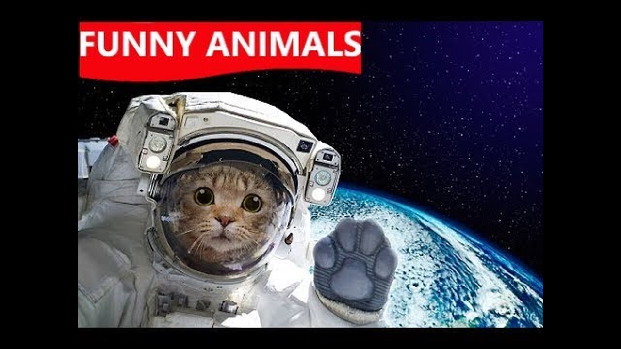 funny cats video 😋😋😋 #shorts