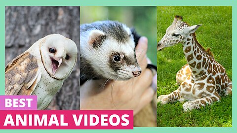 Best Funny Animal Videos of 2024 | Funniest Pets Ever | Relax with Cute Animal Moments