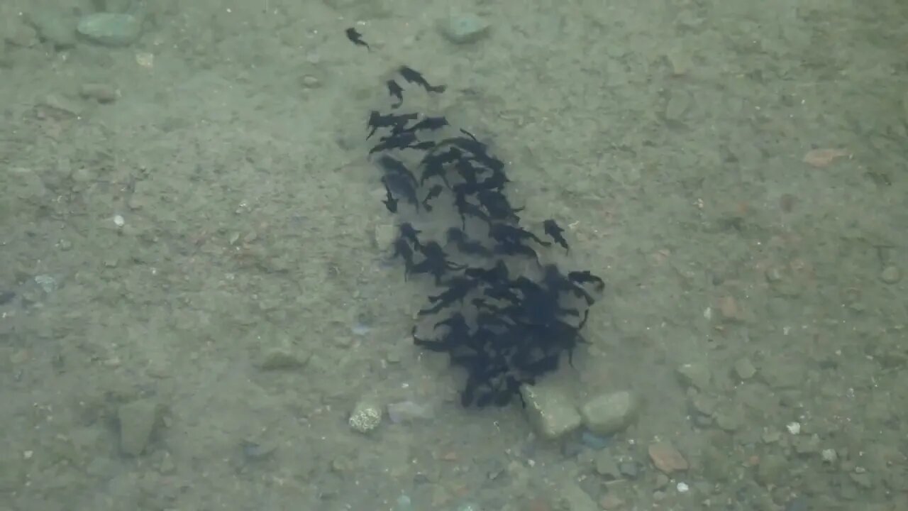 Flock of black tadpoles swimming in a gray green muddy shallow pond (2)