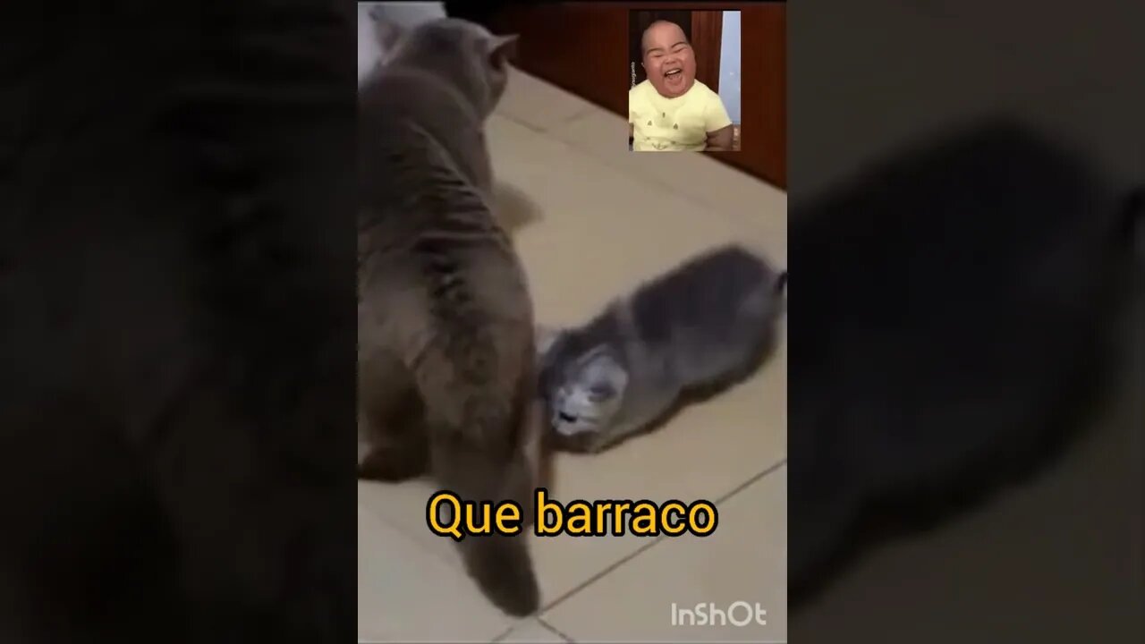 vídeos engraçados- VÍDEOS ENGRAÇADOS- vídeos para sacabar de rir