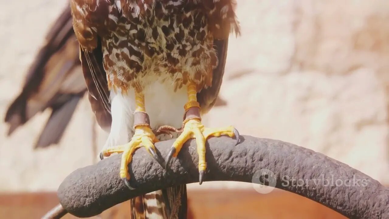 The Falconer's Bond: Hunting Partnerships with Raptors