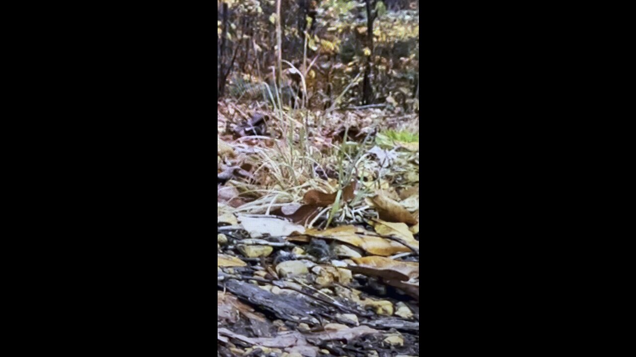 Frog Kinda Of Day