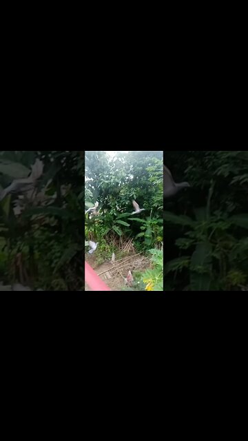 Kabutar Flight #shorts #cute #pigeonlover #birds #pigeon #cats