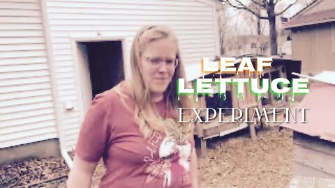 Leaf Lettuce Experiment | Sovereign Provisions