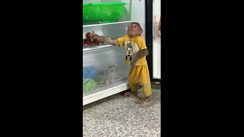 Cute Monkey stealing fruit from Home
