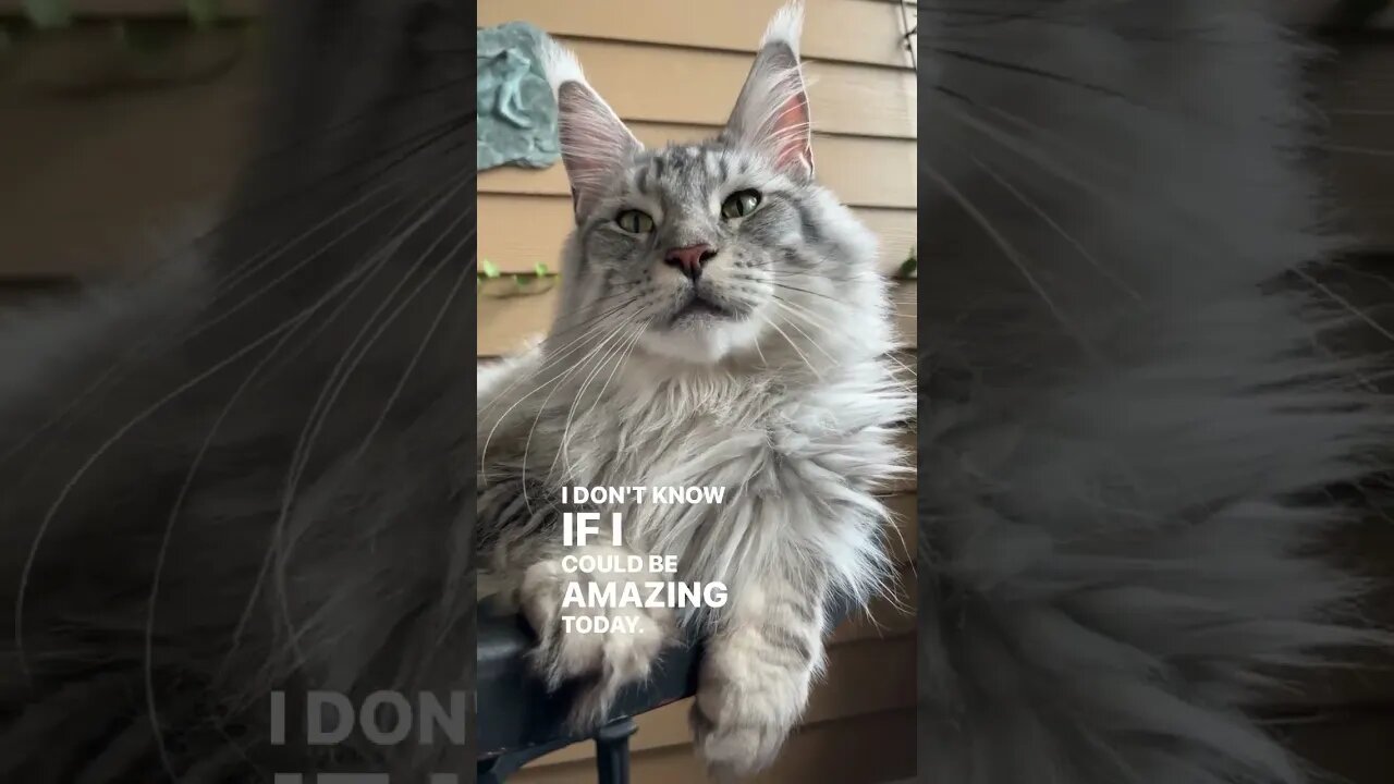 #cat #pets #funny #cats 15