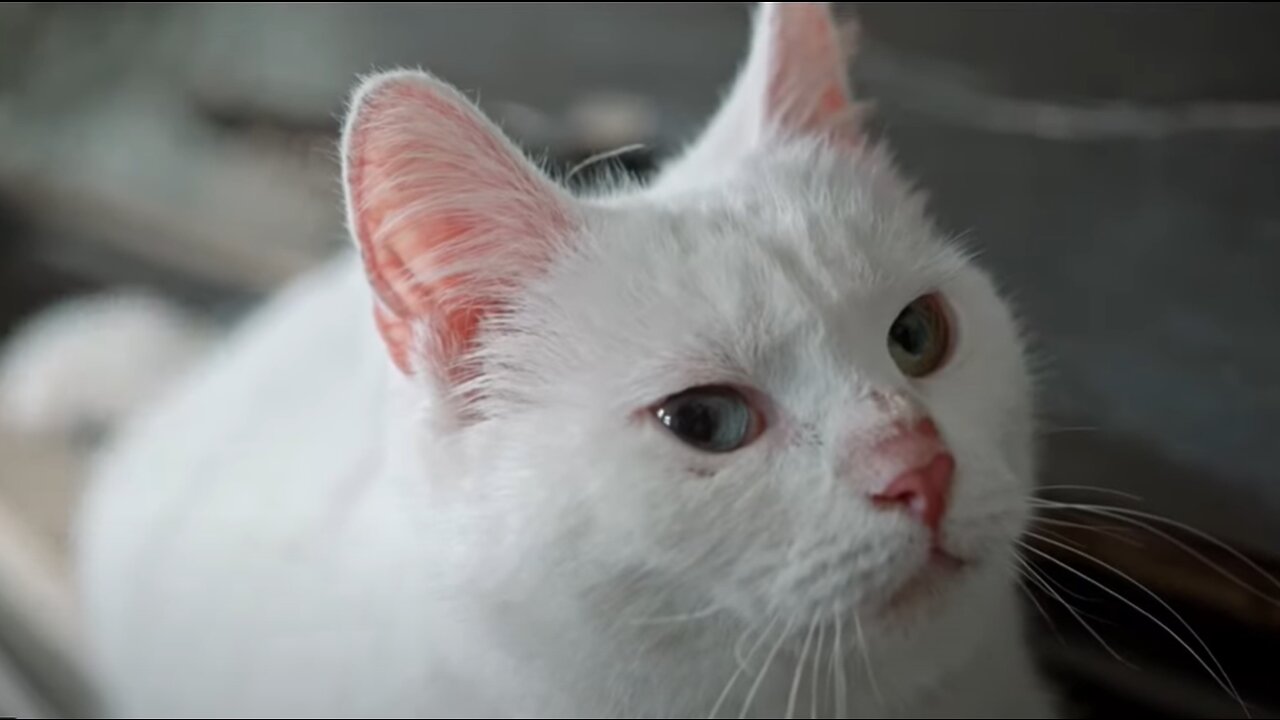 Cute and Funny Cat Videos Compilation