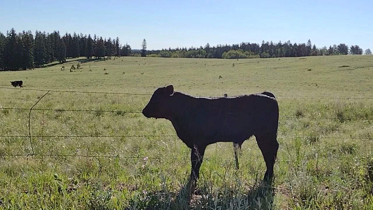 Calf hello