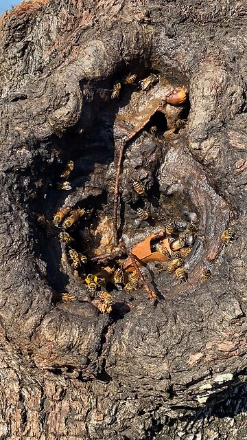 Bee tree before dissection 1 of 5