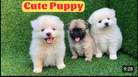 Cute puppy - Funny and cute dogs video compilation 2023#19