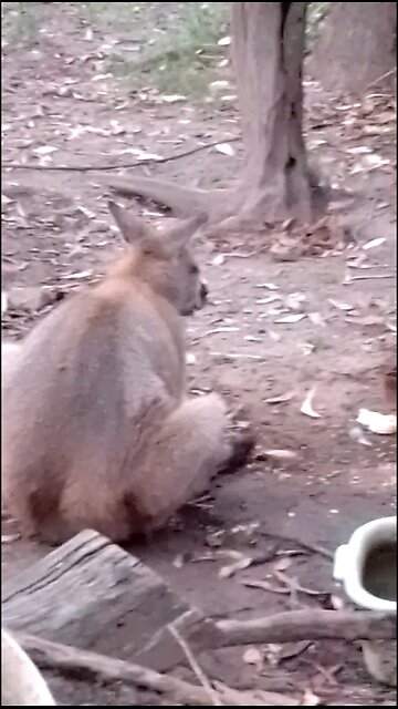 You Were One of the Few That I Trusted Too❤️ You Will Be Missed My Brother 🦘💔🥹