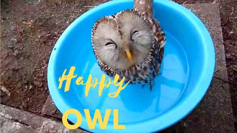 This cute owl is really happy