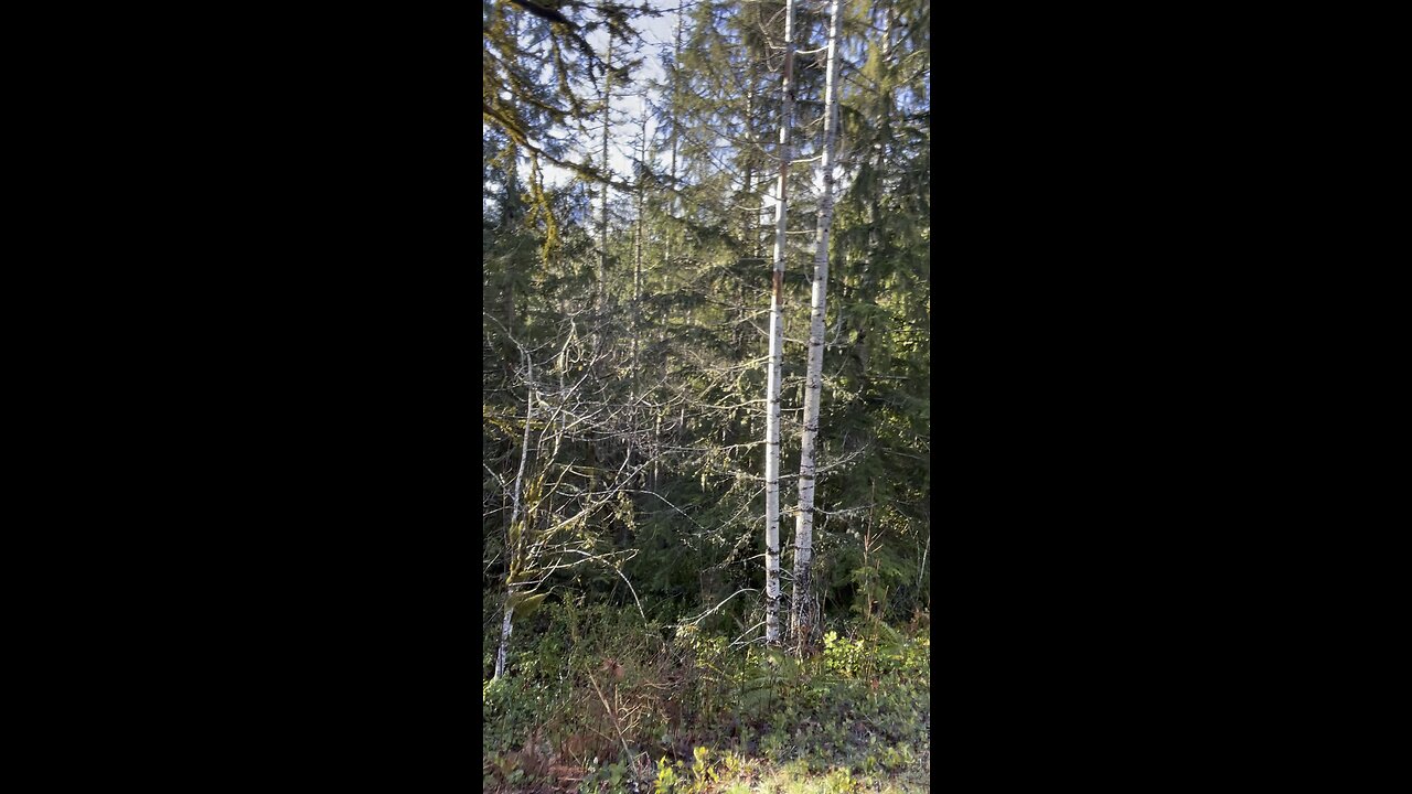 #nature#life in the forest