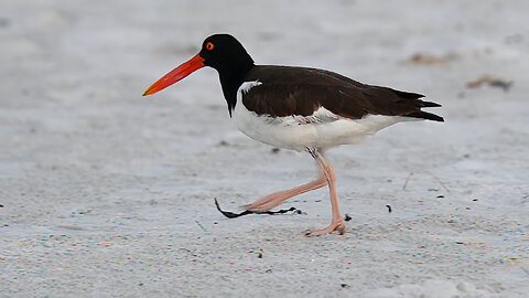 An American Oystercatcher Enters the Colony and Attacks a Black Skimmer Chick