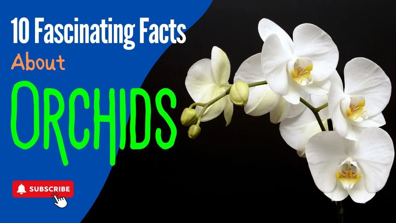 10 Mind-Blowing Facts About Orchids