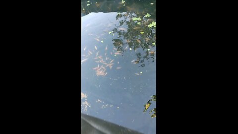 feeding fish