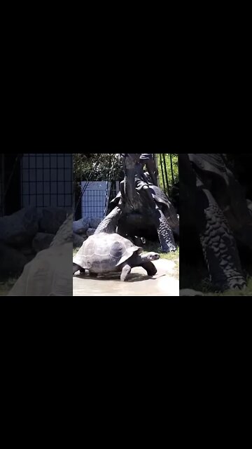 Tortoise myrtle beach Aligator adventure