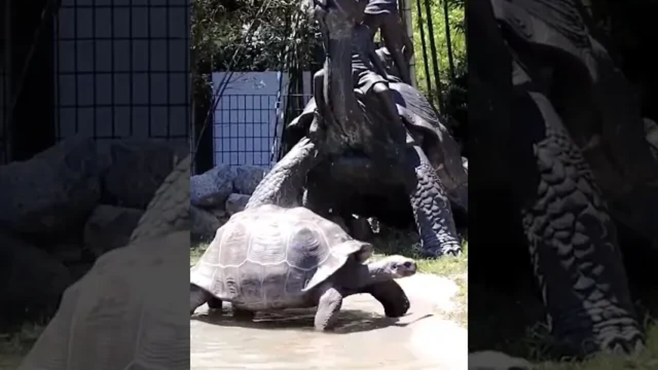 Tortoise myrtle beach Aligator adventure