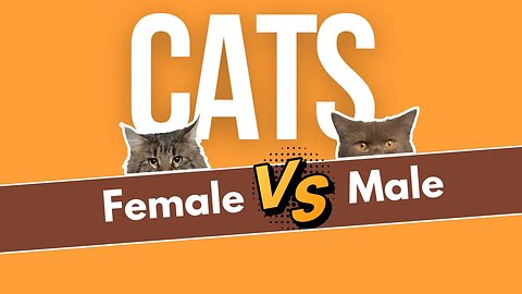 Male vs Female Cats - Surprising Differences You Need to Know