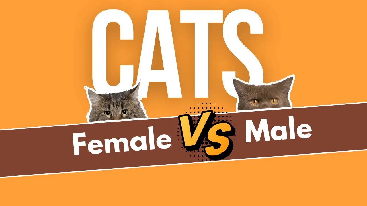 Male vs Female Cats - Surprising Differences You Need to Know