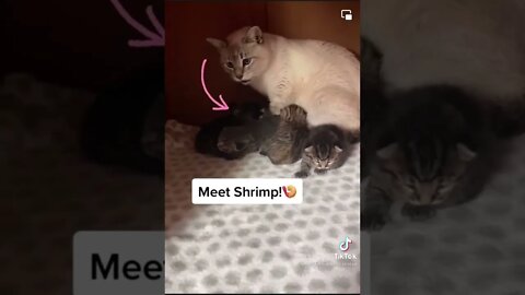 Everyone! Meet little Shrimp!!
