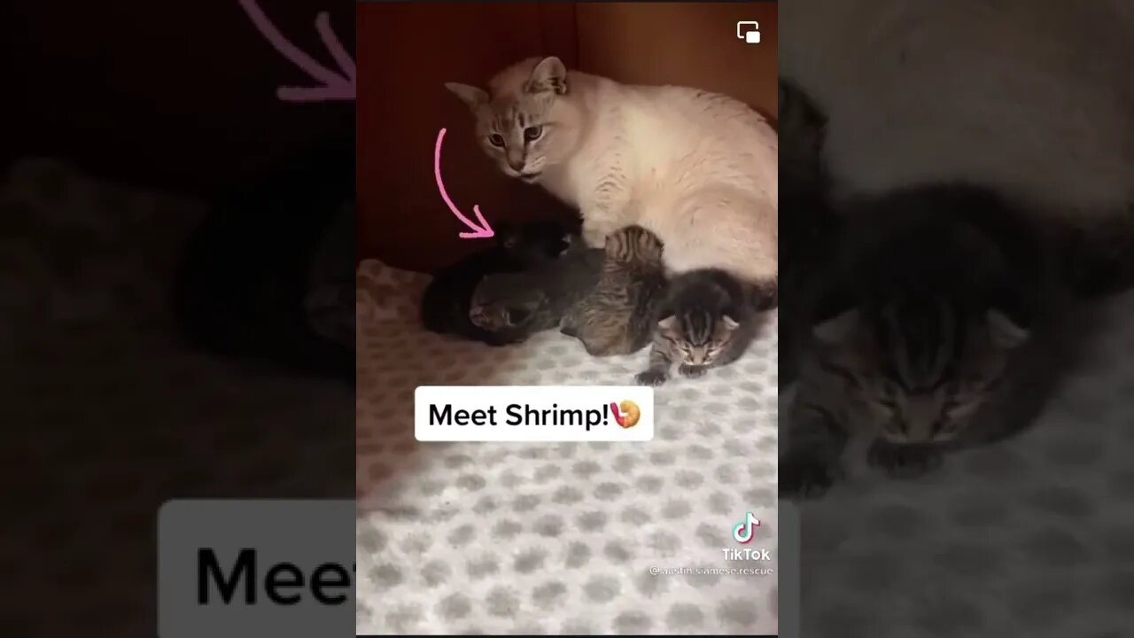 Everyone! Meet little Shrimp!!
