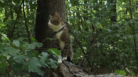 Cat Hides in the Forest