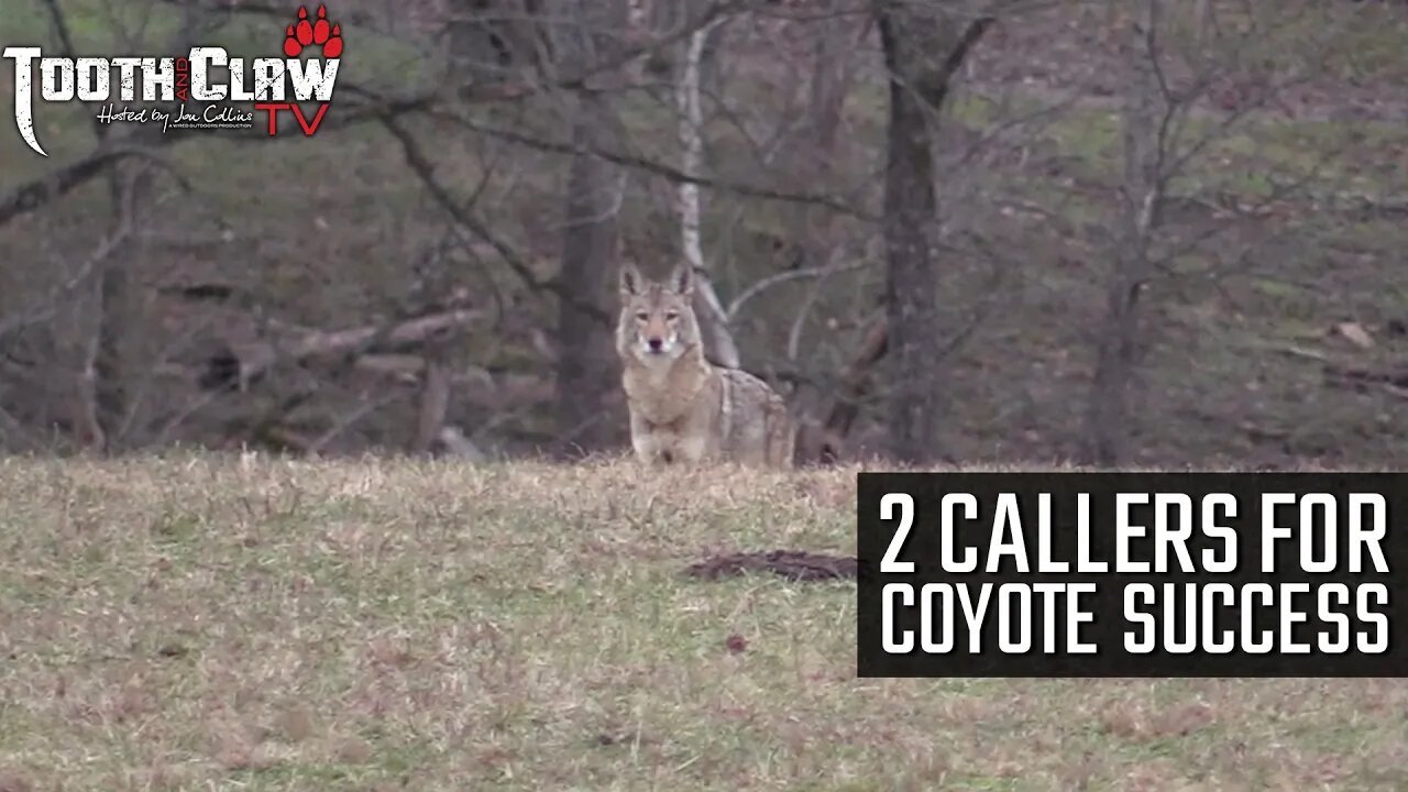 2 Callers for Coyote Success - Coyote Hunting