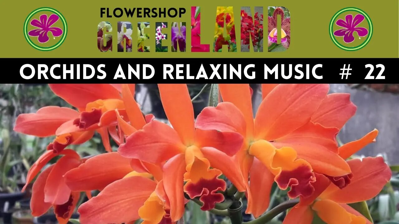 HOME FOR THE HOLYDAYS MUSIC | 100 ORCHIDS TO THE SOUND OF RELAXING MUSIC | FLOWERSHOP GREEN LAND