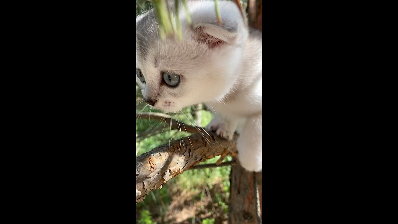 Kitten🤍