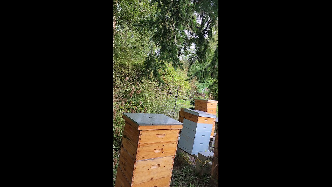 More Honey Bee Protection