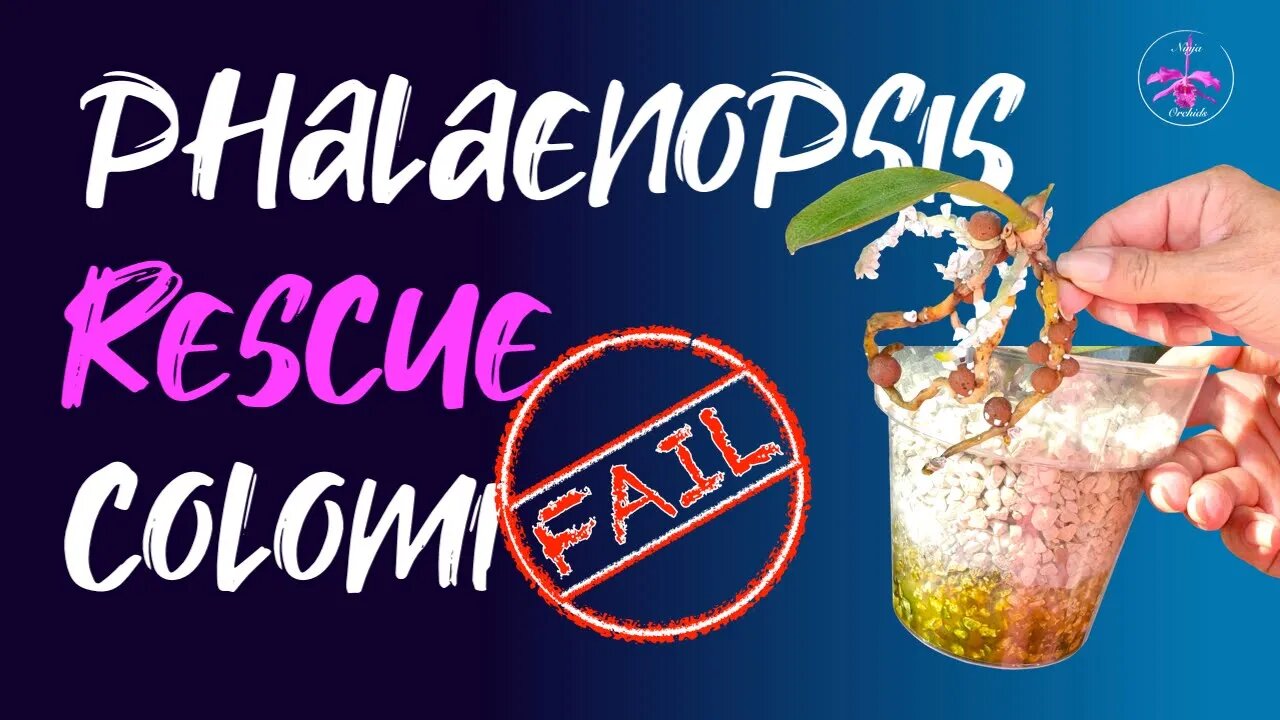 My Phalaenopsis keiki is dying after 13 months in Colomi | Colomi Test Fail #Colomi