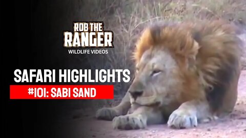 Safari Highlights #101: 13 - 18 June 2011 | Sabi Sand Nature Reserve | Latest Wildlife Sightings