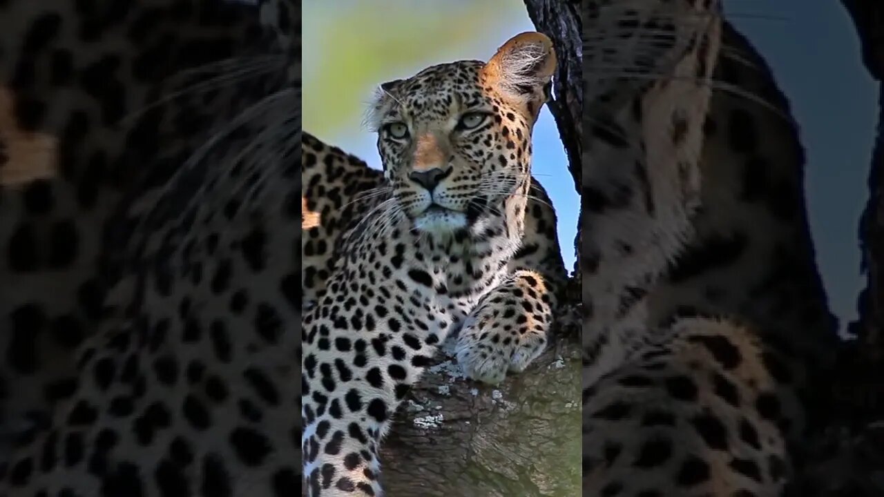 Fascinating Leopard facts you need to know!#Shorts #MagicalKenya