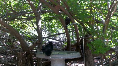 Juvenile Red-bellied & Grackle interaction