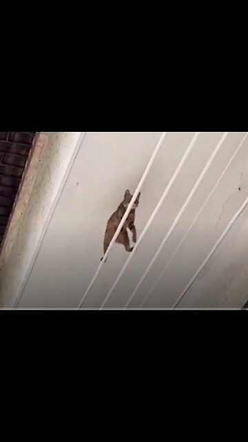 Cats in Ohio now taking Evasive Measures to avoid Haitian invaders