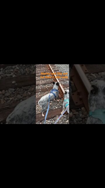 Marley and Sky out for their 2 mile walk