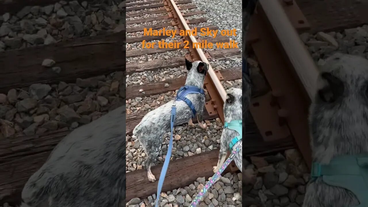 Marley and Sky out for their 2 mile walk
