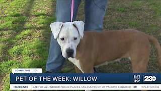 Pet of the Week: Willow