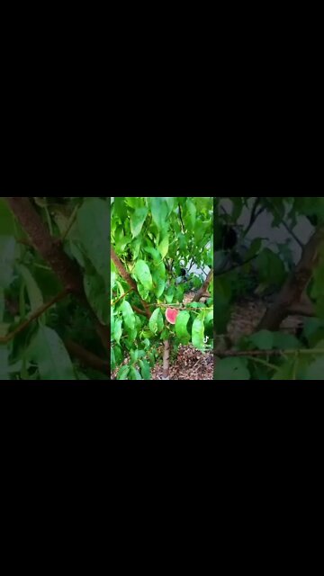 The differences between peaches and nectarines!!