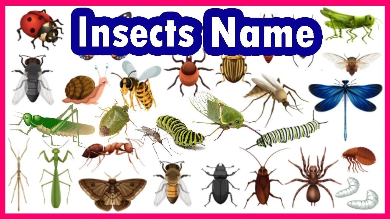 insect|insects|insects name|insects for kids|কীটপতঙ্গের নাম| কীটপতঙ্গ|কীট পতঙ্গের বাংলা ও ইংরেজি নাম