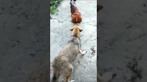 Funny Dogs Vs Chicken compilation 2023